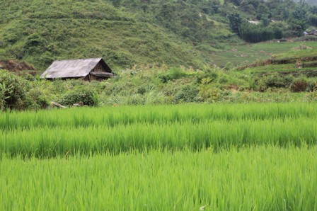 Rizières, région de Sapa